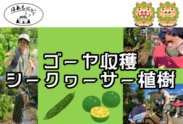 画像：生活介護【ゴーヤ収穫とシークヮーサー植樹】