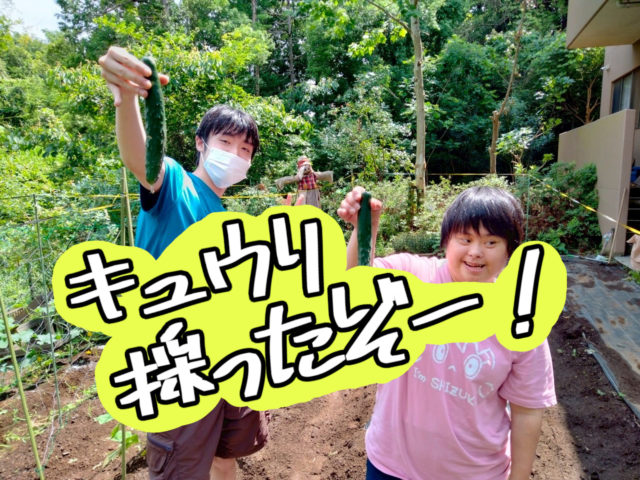 画像：生活介護【はあもにいファーム通信-キュウリ採ったぞー！-】