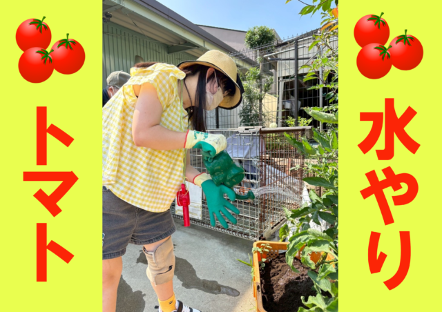 画像：生活介護【はあもにいファーム通信-トマト水やり-】